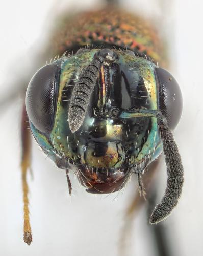Réf. 305 387 : Perilampus aeneus